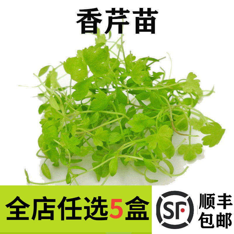 新鲜芹菜苗15g 香芹苗 三叶香 可食用芽苗菜酒店西餐摆盘装饰
