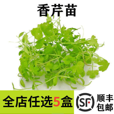 新鲜芹菜苗15g香芹苗三叶香