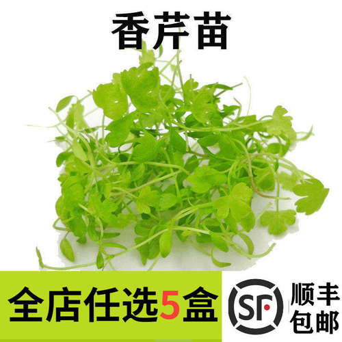 新鲜芹菜苗15g香芹苗三叶香
