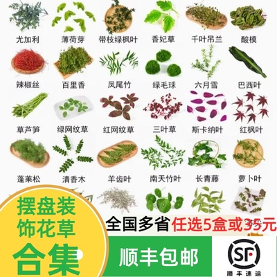 新鲜花草合集薄荷叶清香木叶子