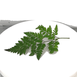 新鲜高山羊齿叶 芒叶 杨子叶草蕨西餐摆盘装饰花草烘焙装饰叶子