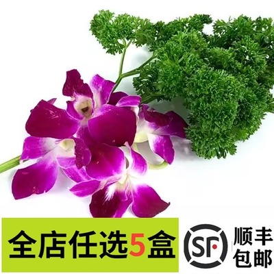 新鲜杨兰花荷兰芹套装 洋兰花火锅烤肉摆盘菜装饰餐饮摆盘鲜花草