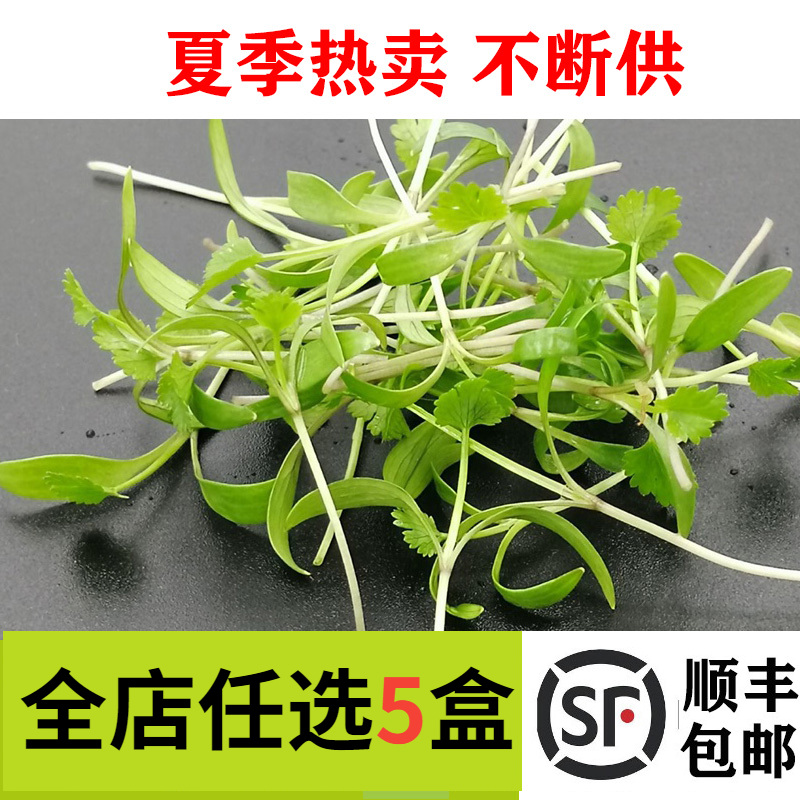 新鲜蔬菜 香菜苗15g 蔬菜苗 可食用芽苗菜 西餐酒店摆盘装饰点缀