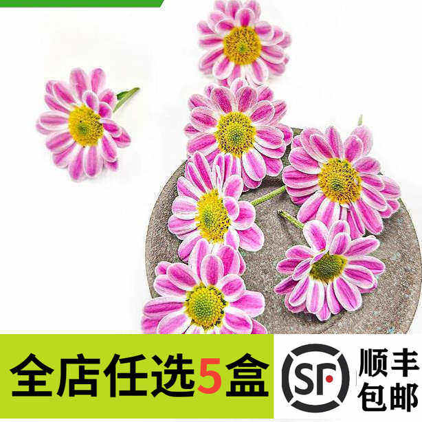 新鲜小雏菊 摆盘装饰花草 冷艺酒店海鲜装饰花草 网红斑纹菊 雏菊