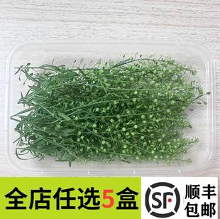 新鲜绿铃草水晶草绿玲草西餐酒店日料冷菜摆盘蛋糕烘焙酒水装饰点
