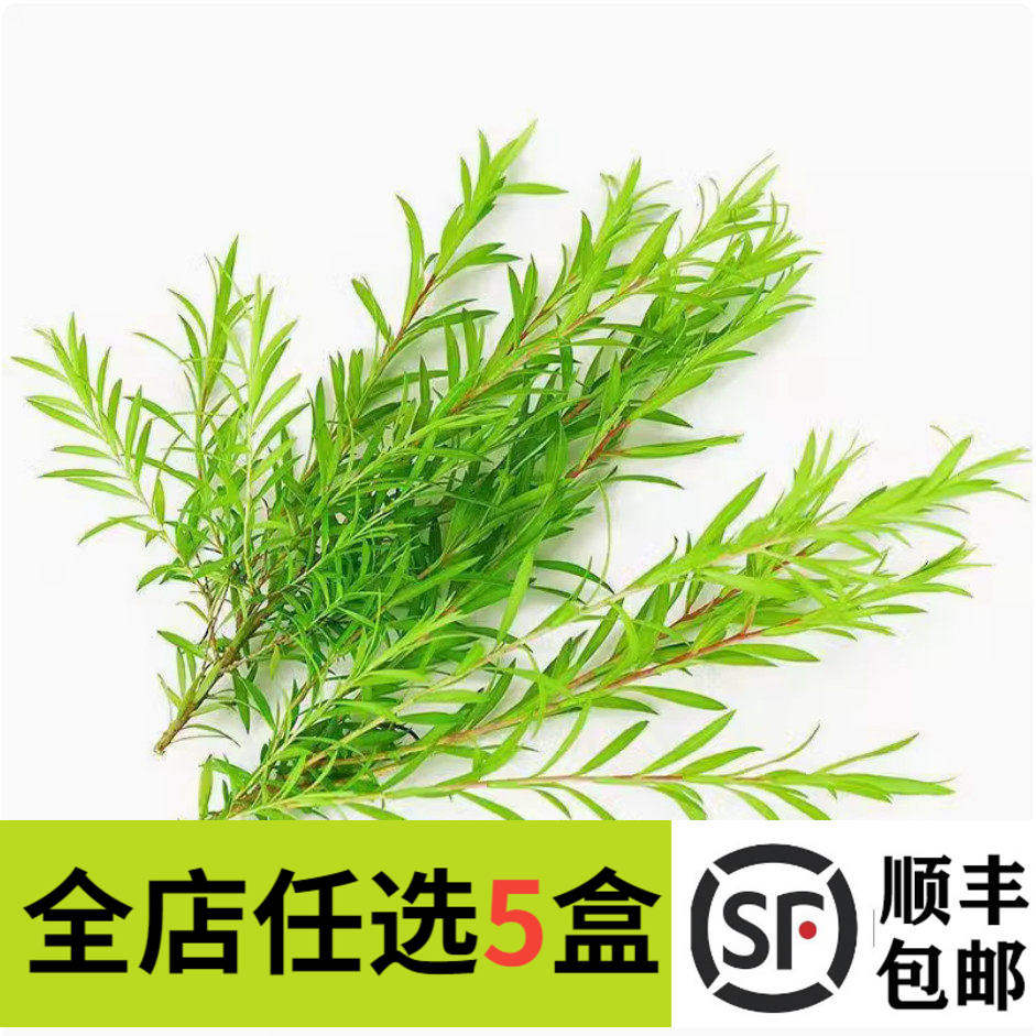 新鲜黄金柳芽嫩芽50支黄金银柳烘焙蛋糕西餐装饰西餐摆盘装饰花草