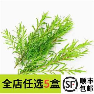 新鲜黄金柳芽嫩芽50支黄金银柳烘焙蛋糕西餐装饰西餐摆盘装饰花草