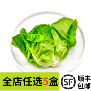 新鲜奶油生菜500g 轻食健身食材 波斯顿生菜西餐沙拉蔬菜火锅涮锅