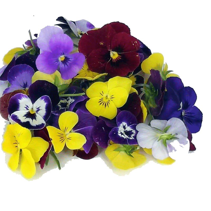 新鲜四色芽50g 苜蓿芽西蓝花芽紫甘蓝芽珊瑚芽混合装饰摆盘