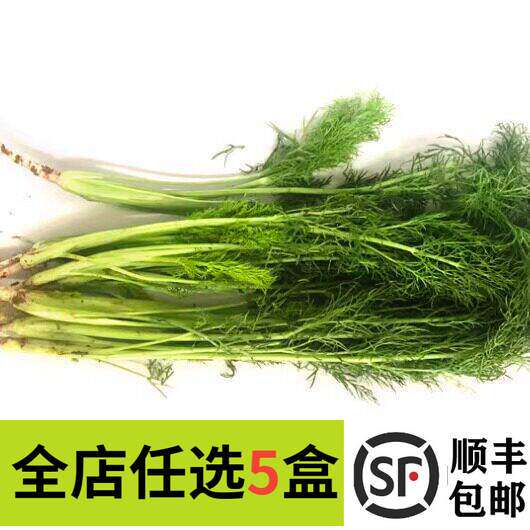 新鲜小茴香茴香苗茴香叶香料