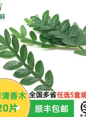 新鲜胡椒木叶 清香木 西餐酒店摆盘装饰花草蛋糕烘焙饮品叶子合集