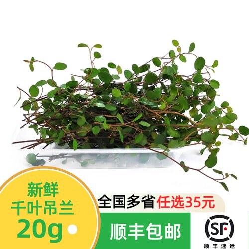新鲜千叶兰长寿藤吊兰叶子花草