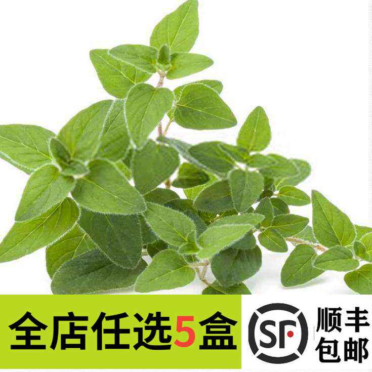新鲜牛至叶50g 奥勒冈草oregano意大利披萨草西餐香料阿里根奴