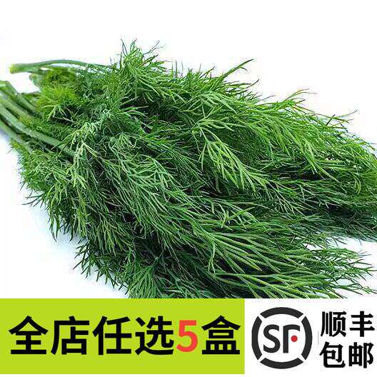 新鲜莳萝草 dill 刁草 洋茴香 土茴香摆盘装饰西餐调料100g