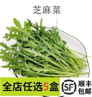 火箭菜 新鲜芝麻菜250g 生菜西餐酒店摆盘 妙而鲜优选 沙拉菜