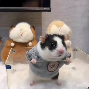 荷兰猪专用衣服小宠物秋冬季保暖毛衣超小号貂龙猫侏儒兔拍照神器