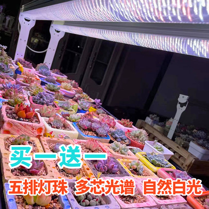 星锐全光谱多肉补光灯 仿太阳光 家用上色LED植物生长灯UVA紫外线