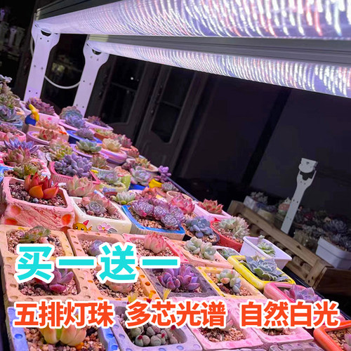 全光谱植物生长灯仿太阳光防徒长