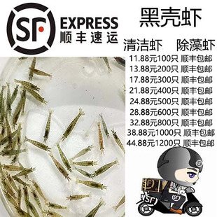 黑壳虾草缸清洁虾乌龟龙鱼饲料除藻虾观赏虾工具虾草虾活体虾米虾