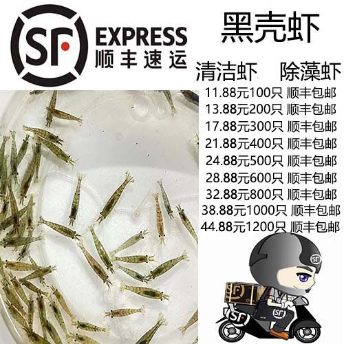 黑壳虾工具虾除藻虾顺丰包邮草虾