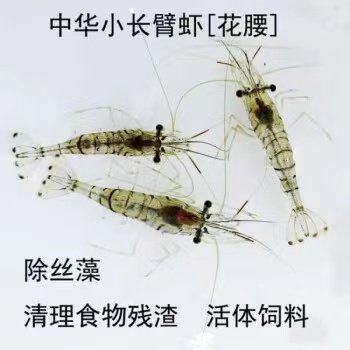 花腰虾秀丽白虾除藻虾工具虾