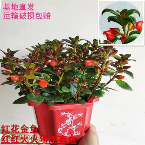 绿植庭院好养易活四季不断吊兰