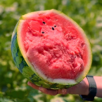 上海8424西瓜麒麟瓜单果9斤大果新鲜南汇红壤西瓜皮薄脆甜多汁