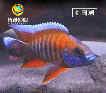 三湖慈鲷鱼 鱼 马鲷 孔雀类 红珊瑚 淡水热带观赏鱼 三湖慈鲷活体