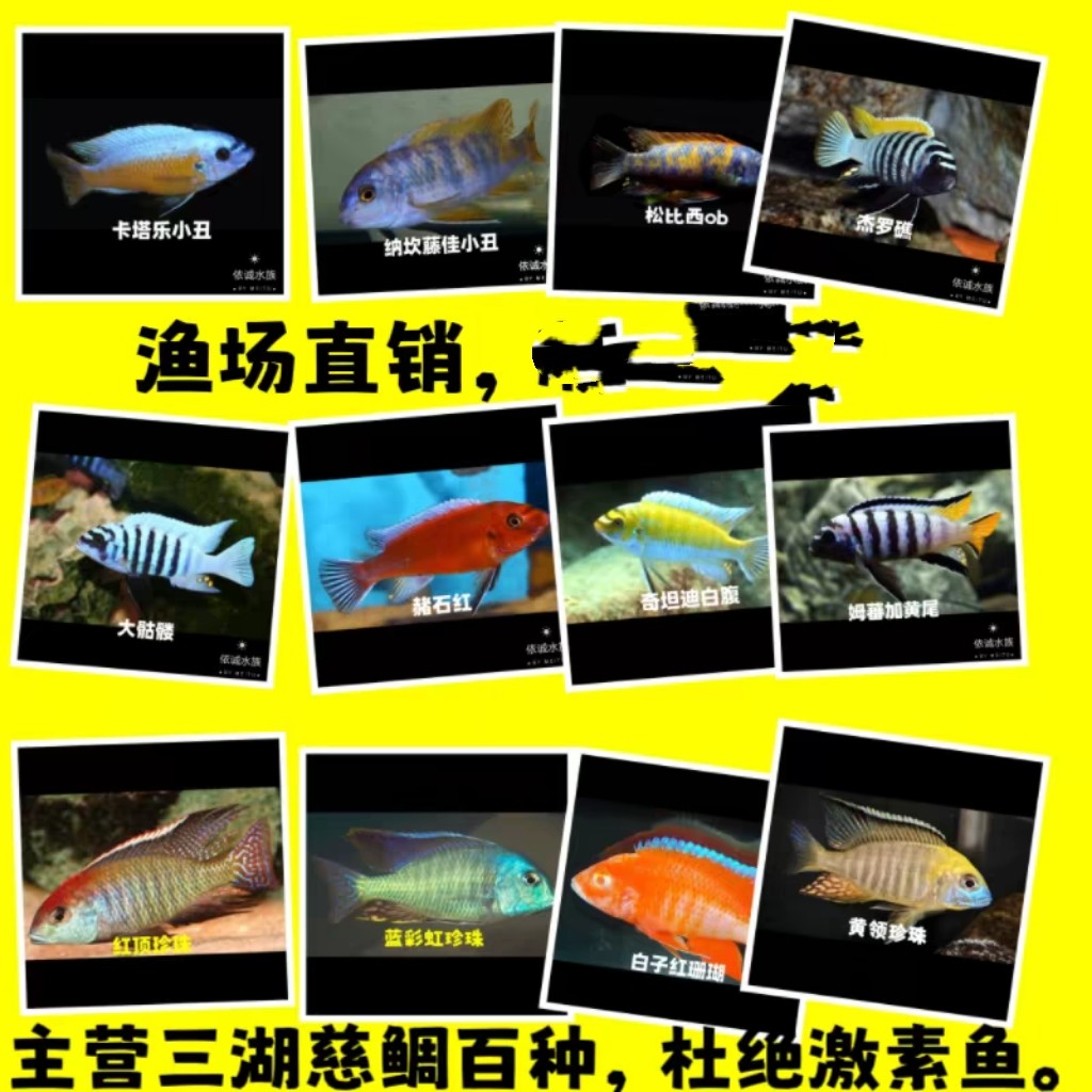 非洲王子岩栖小型淡水鱼三湖慈鲷