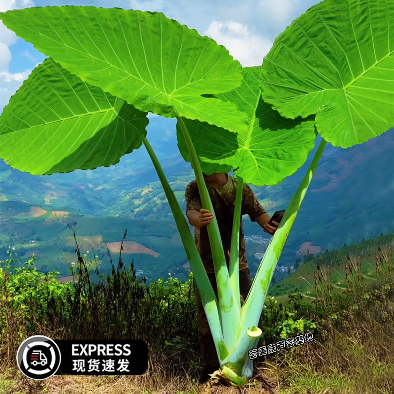巨型大叶象耳芋正宗象耳芋网红植物大叶象耳芋观叶绿植象耳芋盆裁,鲜花速递/花卉仿真/绿植园艺,大型绿植/成品组合盆栽,淘宝优惠券,粉丝福利购,淘宝优惠卷