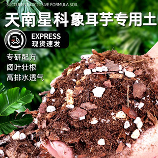 象耳芋专用土盆栽天南星科疏松透气肥沃土壤专用的营养土种植土壤