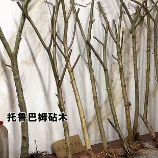 成活率高野茄子枕木树苗托鲁巴姆老桩嫁接枕木可嫁接多个品种枕木