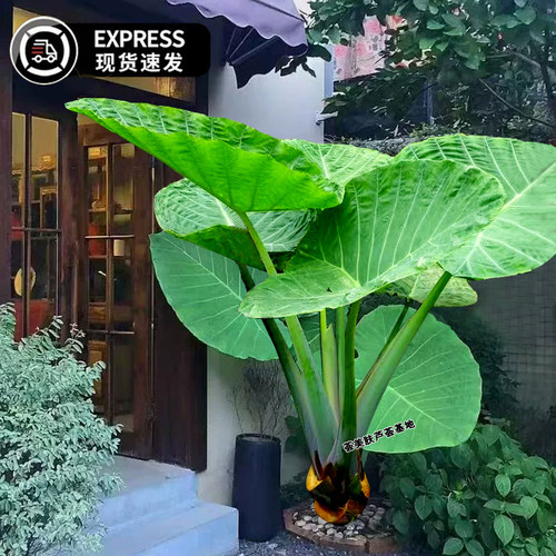 室内庭院植物造景大叶热带雨林