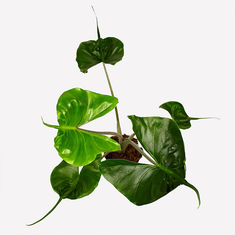 黄貂鱼海芋热带盆栽趣味植物荷兰进口室内绿植净化空气美观易养