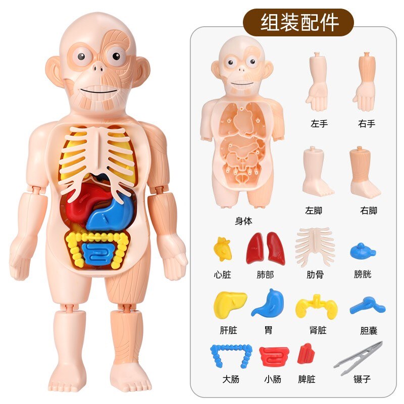 人体模型儿童玩具迷你内脏解剖骨骼结构可拆教具大脑身体构造启蒙
