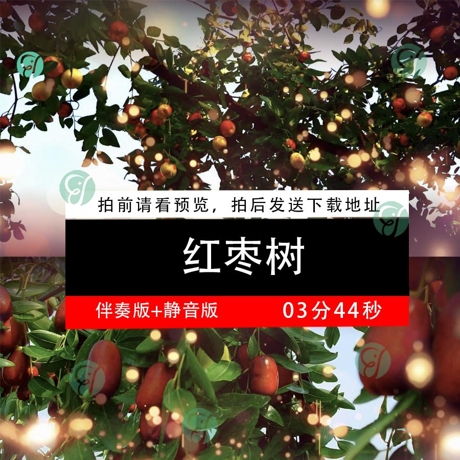 红枣树 歌曲伴奏怀念家乡故乡春天森林风光背景舞台led视频素材