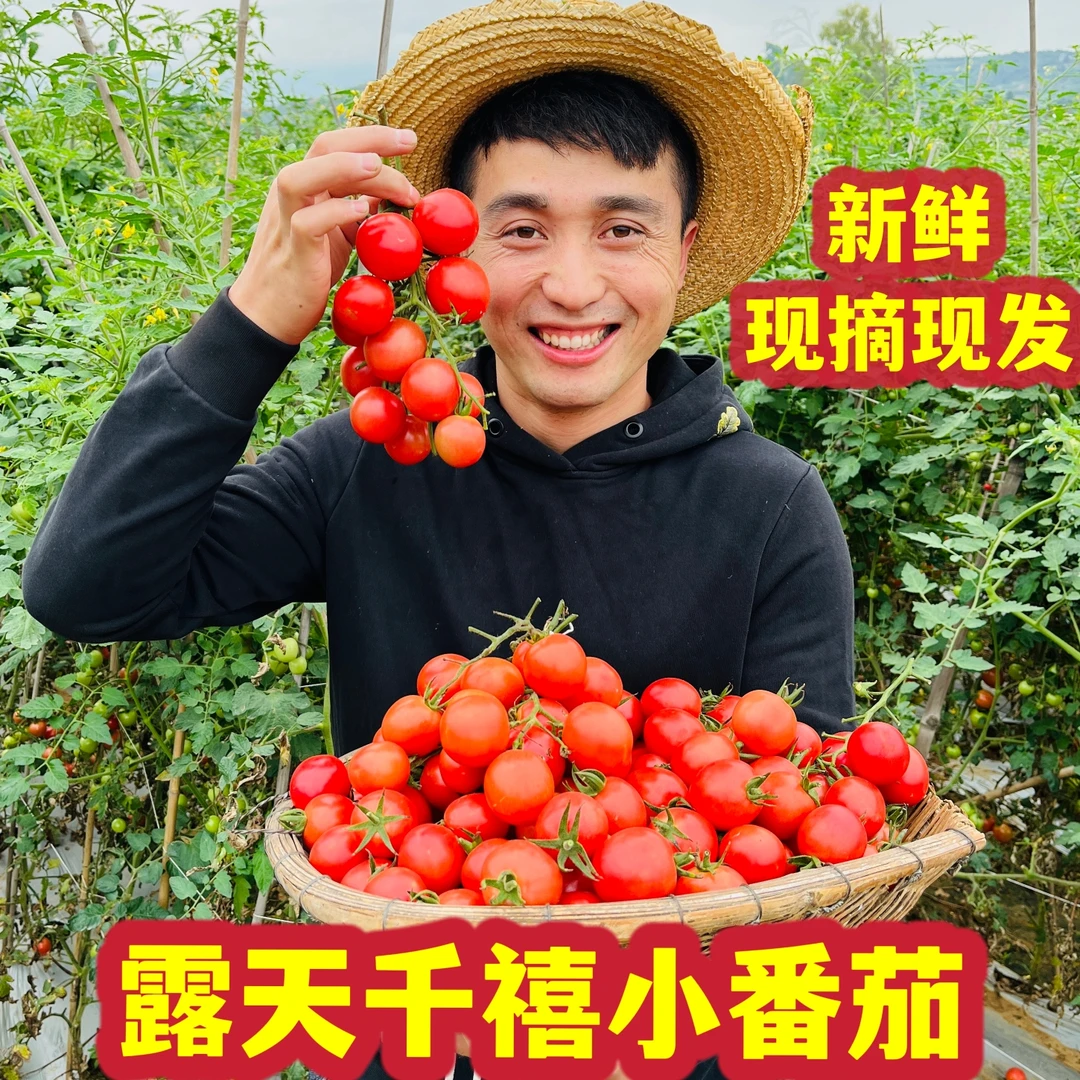 云南小番茄圣女果西红柿新鲜现摘现发水果千禧番茄5斤分层内托装