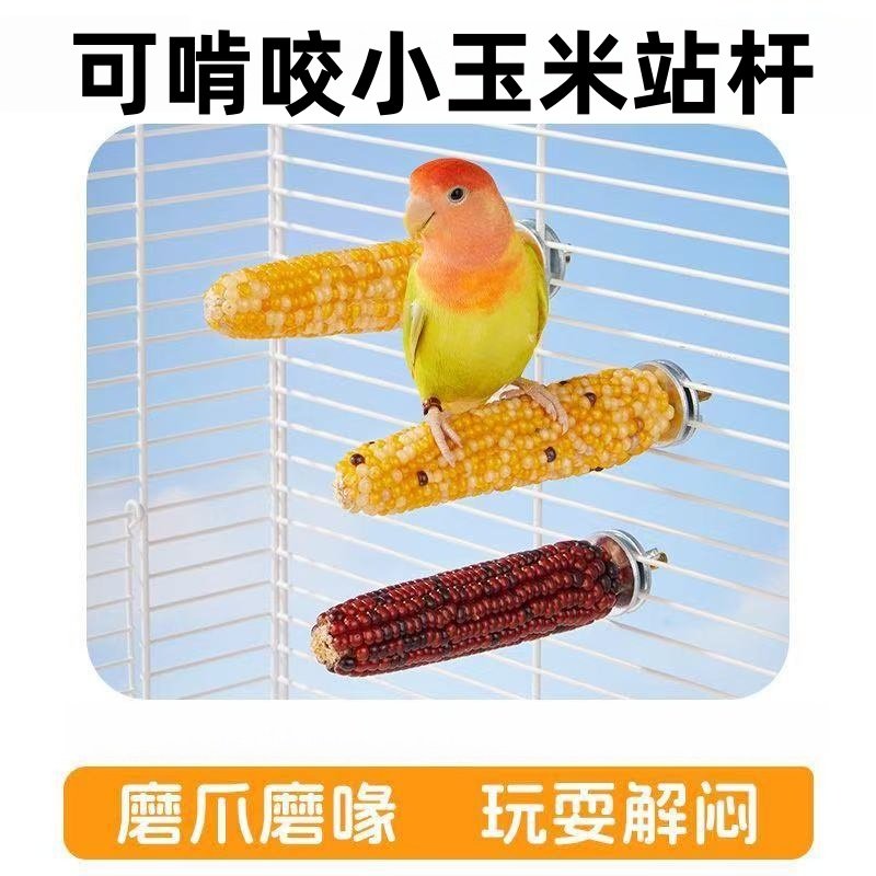 鸟鹦鹉站杆小玉米磨牙站棒虎皮牡丹玄凤啃咬解闷鸟玩具鸟笼用品,宠物/宠物食品及用品,鸟类站杆,淘宝优惠券,粉丝福利购,淘宝优惠卷
