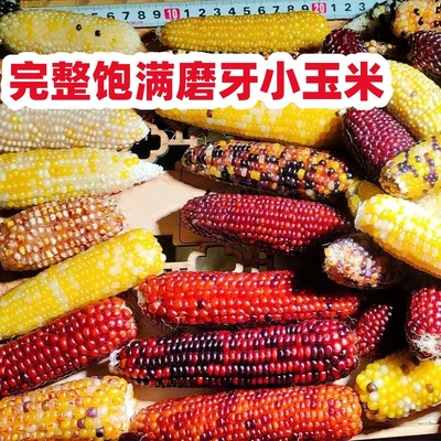 【仓鼠兔子磨牙小玉米】