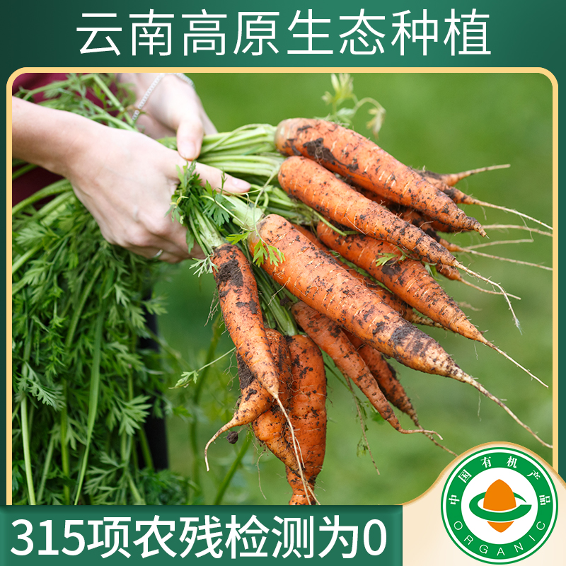 云南高原有机胡萝卜新鲜现挖甜脆宝宝辅食炖汤水洗非转基因老品种