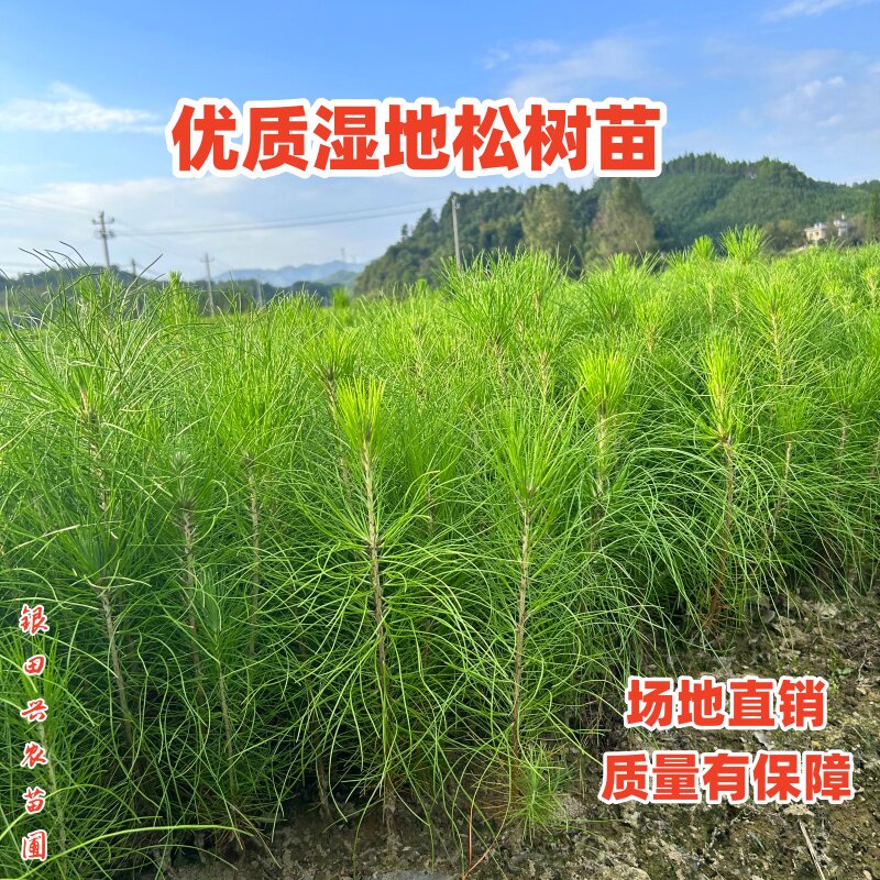 松树苗油松湿地松美国松马尾松黑