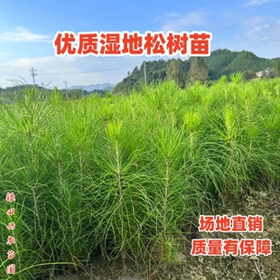 松树苗油松湿地松美国松马尾松黑松小袋苗华山松袋苗云南松苗