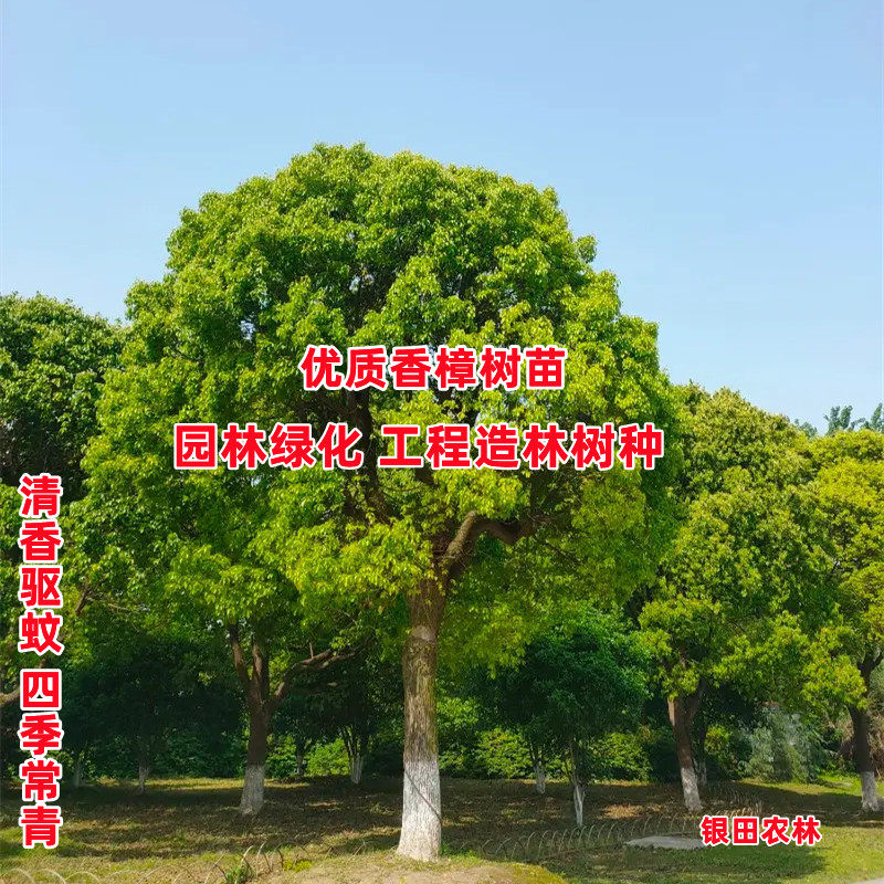 四季常青驱蚊香樟树苗大小叶庭院
