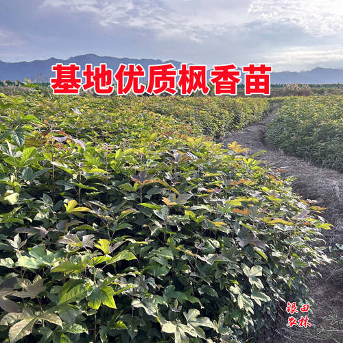 枫香苗枫树苗造林枫香三角枫