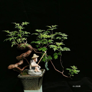 （三号）全冠根艺北方盆景素材