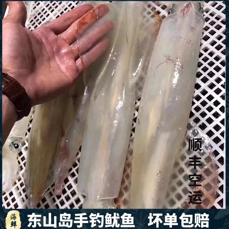 东山岛海鲜手钓火箭鱿鱼鲜活刺身鱿鱼透抽海钓特大管枪乌贼五斤装