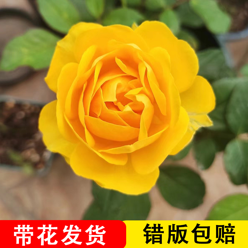 玫瑰月季阳台庭院四季开花