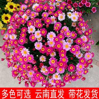 玛格丽特花苗盆栽带花卉绿植盆栽四季糖果姬小菊种籽阳台月季玫瑰