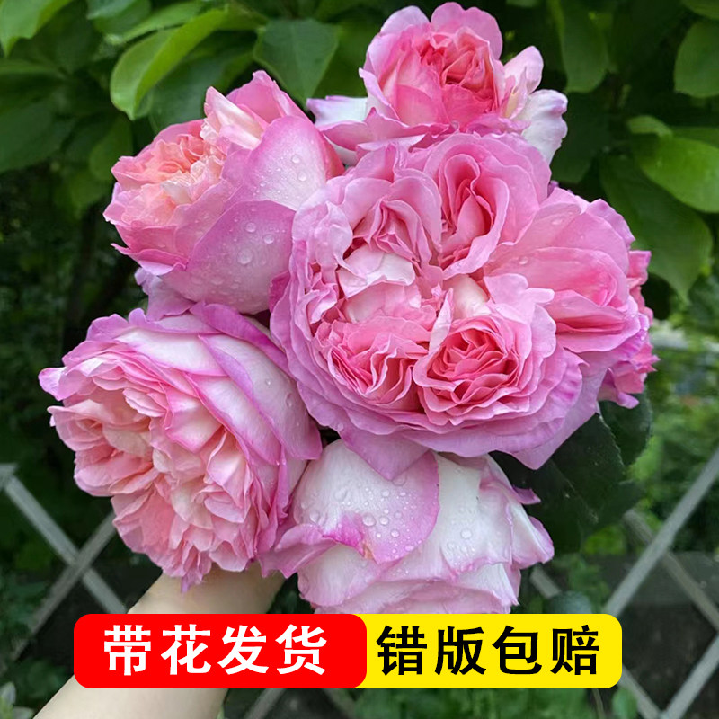 破晓月季特大玫瑰花苗老桩带花苞四季开花带盆栽好灌木花卉树多头