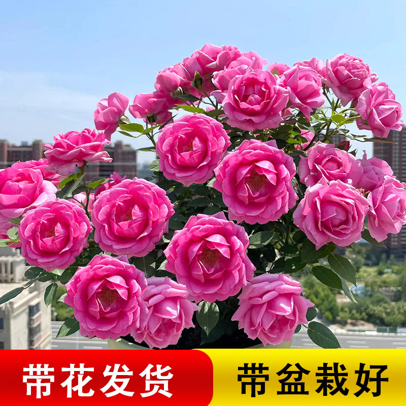 淑女月季花苗四季开花玫瑰花树苗盆栽花卉灌木月季大苗果汁阳台